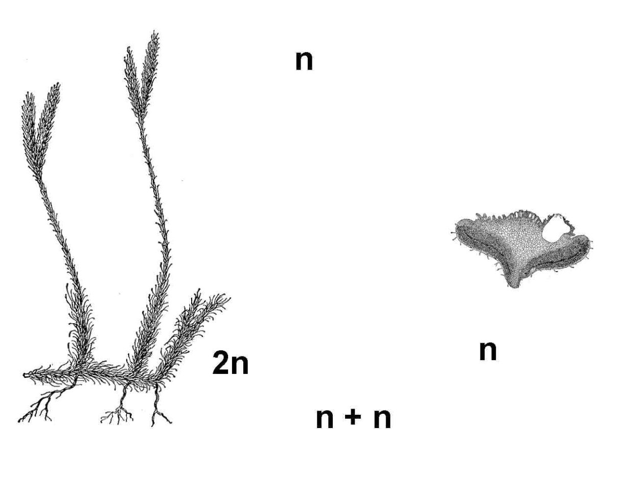 Плаун в пустыне