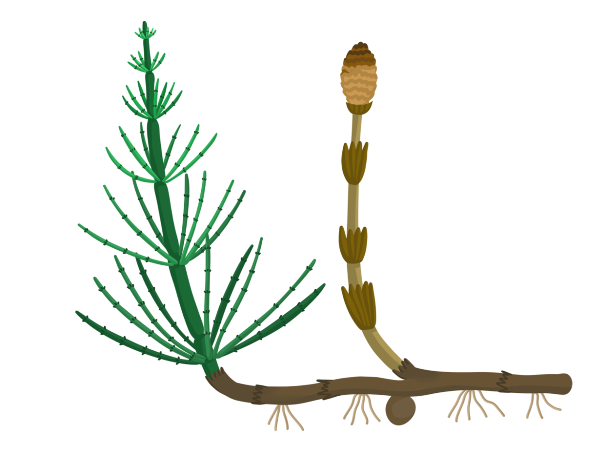 Плаун булавовидный (Lycopodium clavatum)