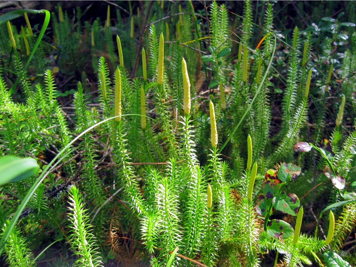 Плаун годичный (Lycopodium annotinum)