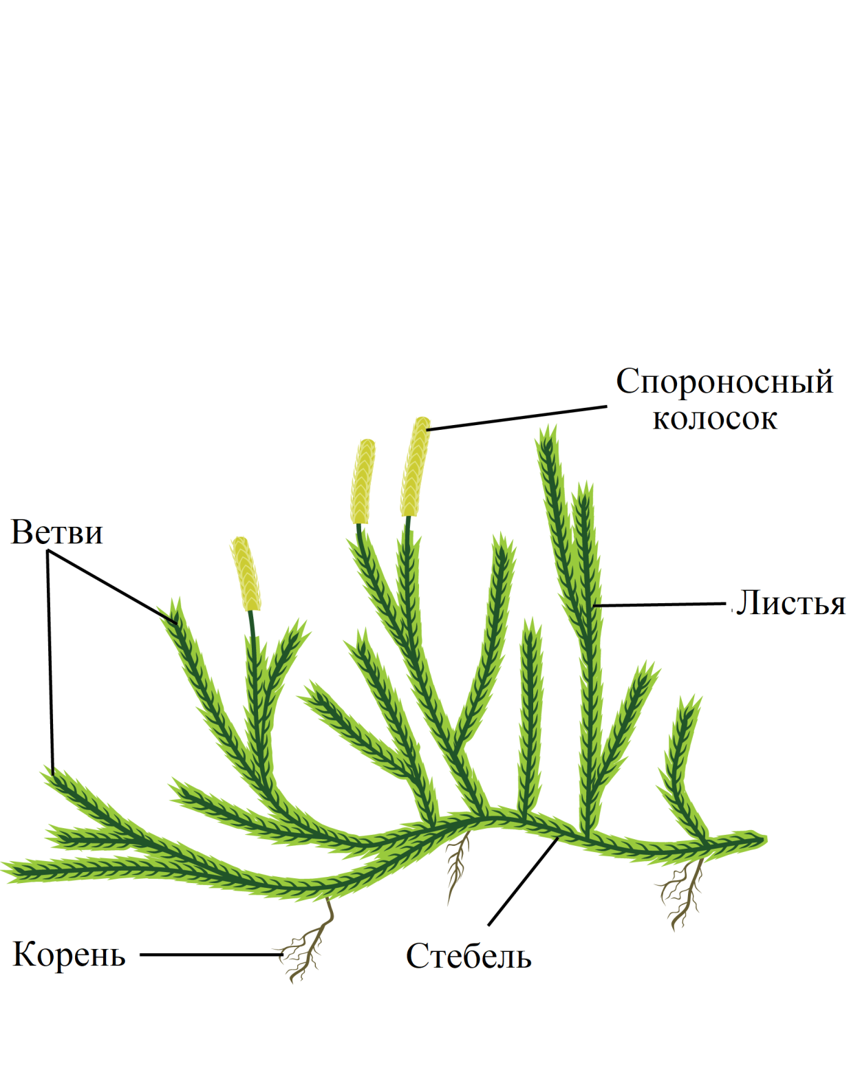 Хвощи и плауны
