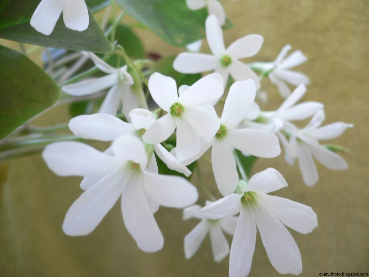 Маленькие кустики с белыми цветочками