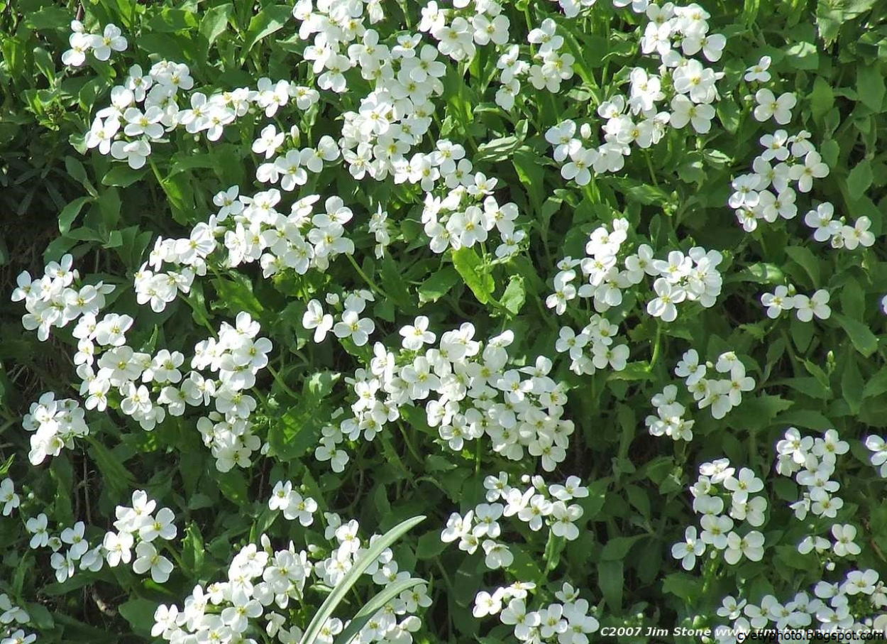 Многолетник с маленькими белыми цветами