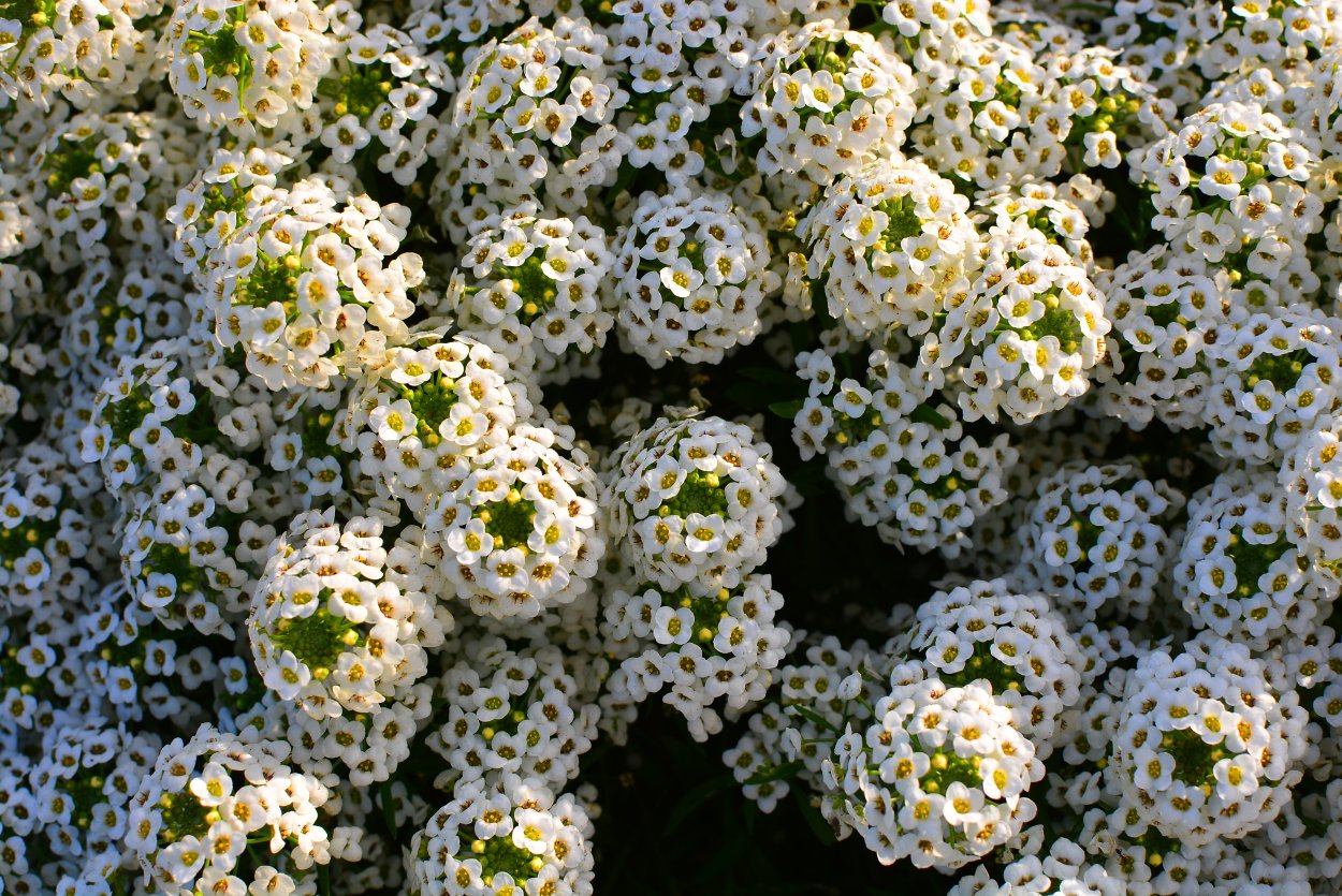 Гипсофила метельчатая махровая 'Сноуфлейк'