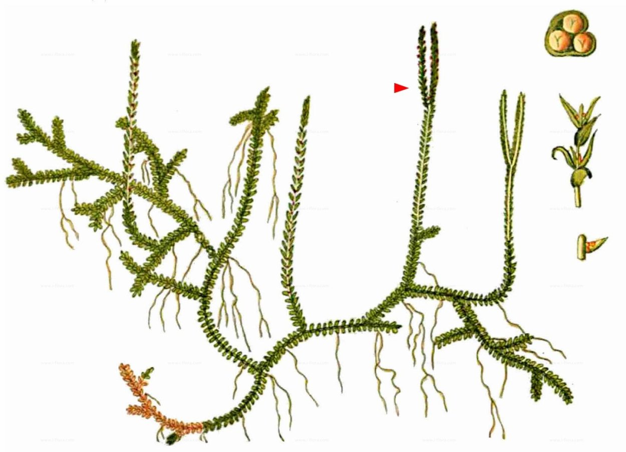 Селагинелла колосок