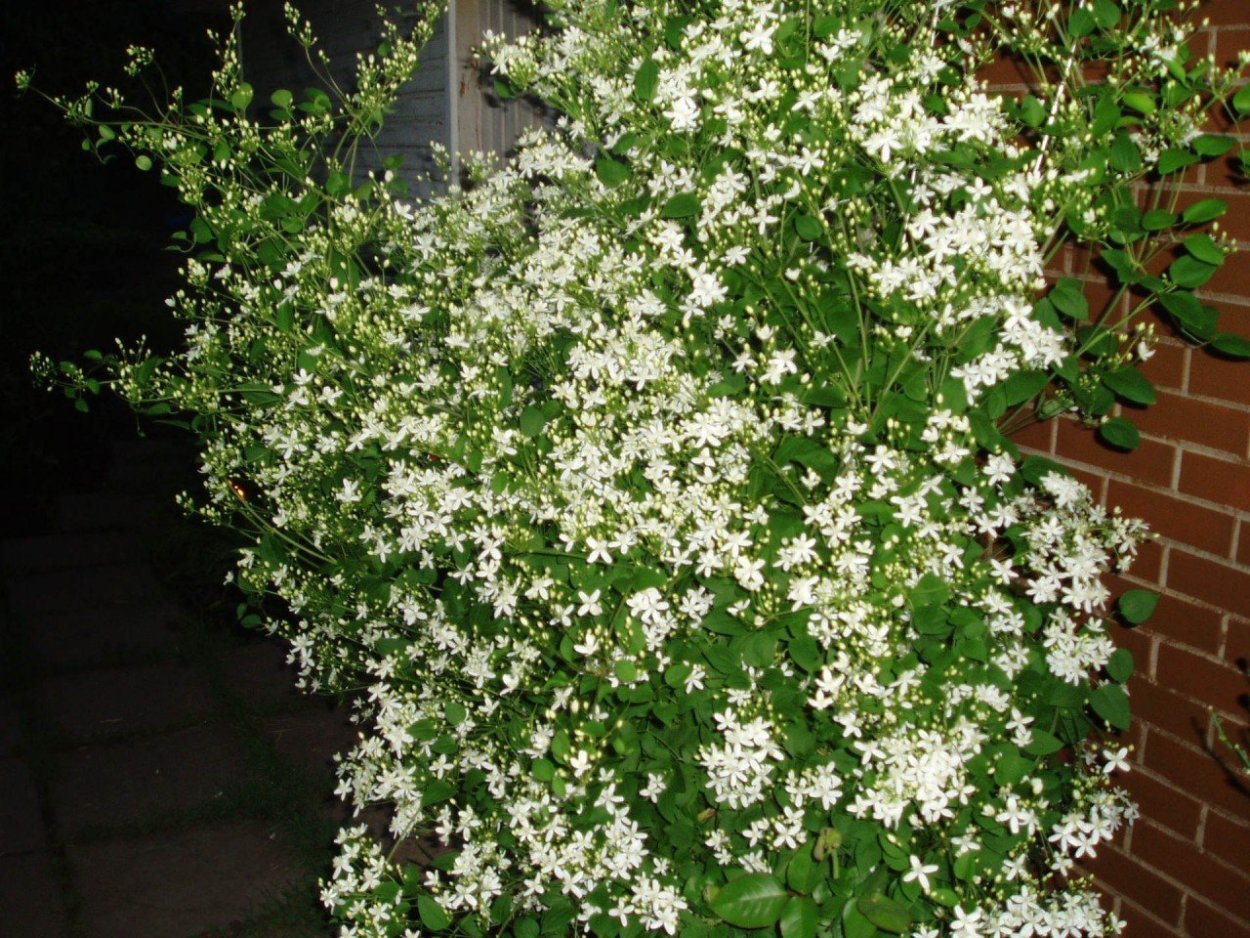 Бакопа MEGACOPA White