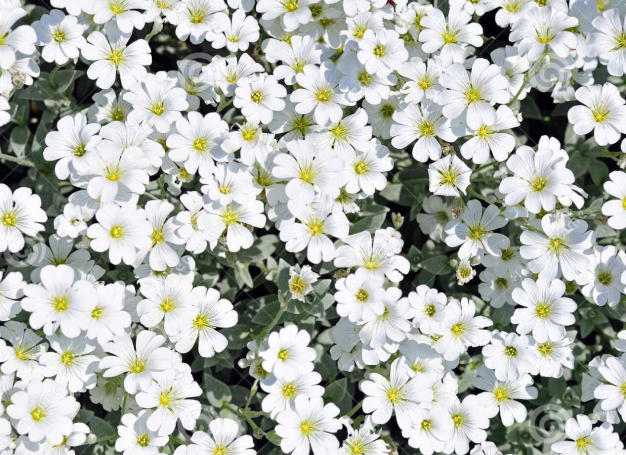 Мелкие белые душистые цветочки