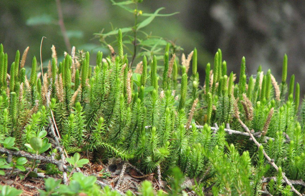 Хвощи и плауны строение