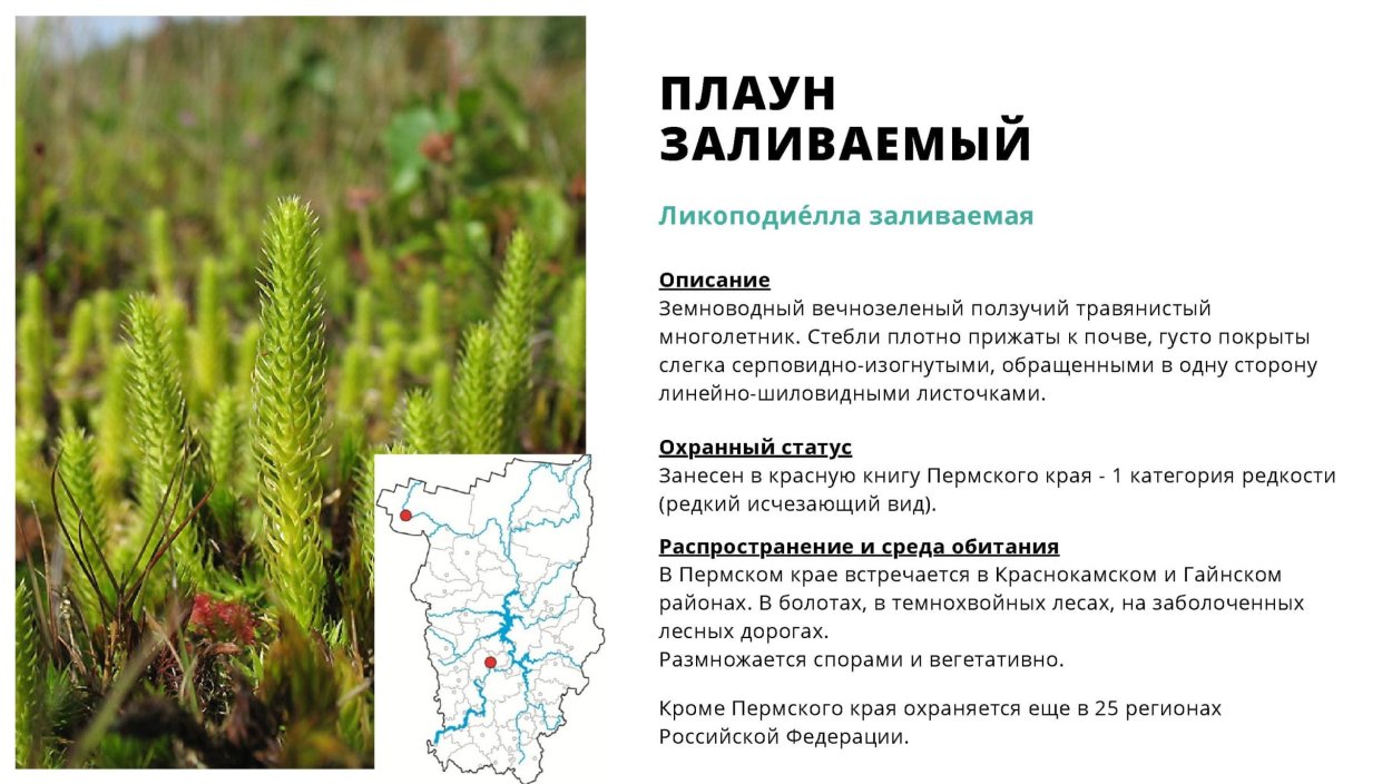 Хвощи плауны папоротники лист