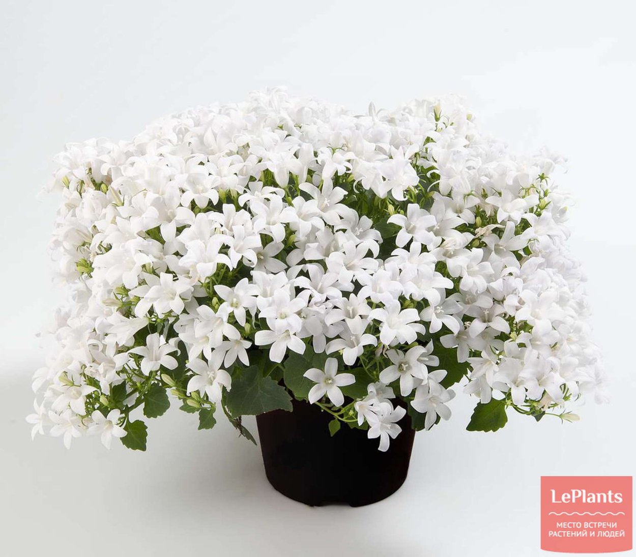 Клематисы белые мелкоцветковые