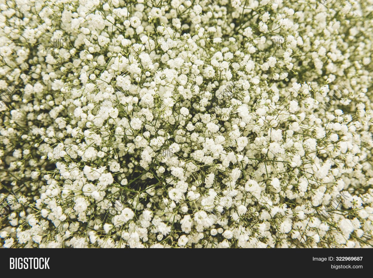 Цветок с маленькими белыми цветочками