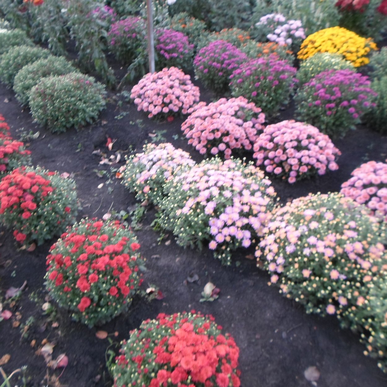 Хризантема мультифлора в огороде