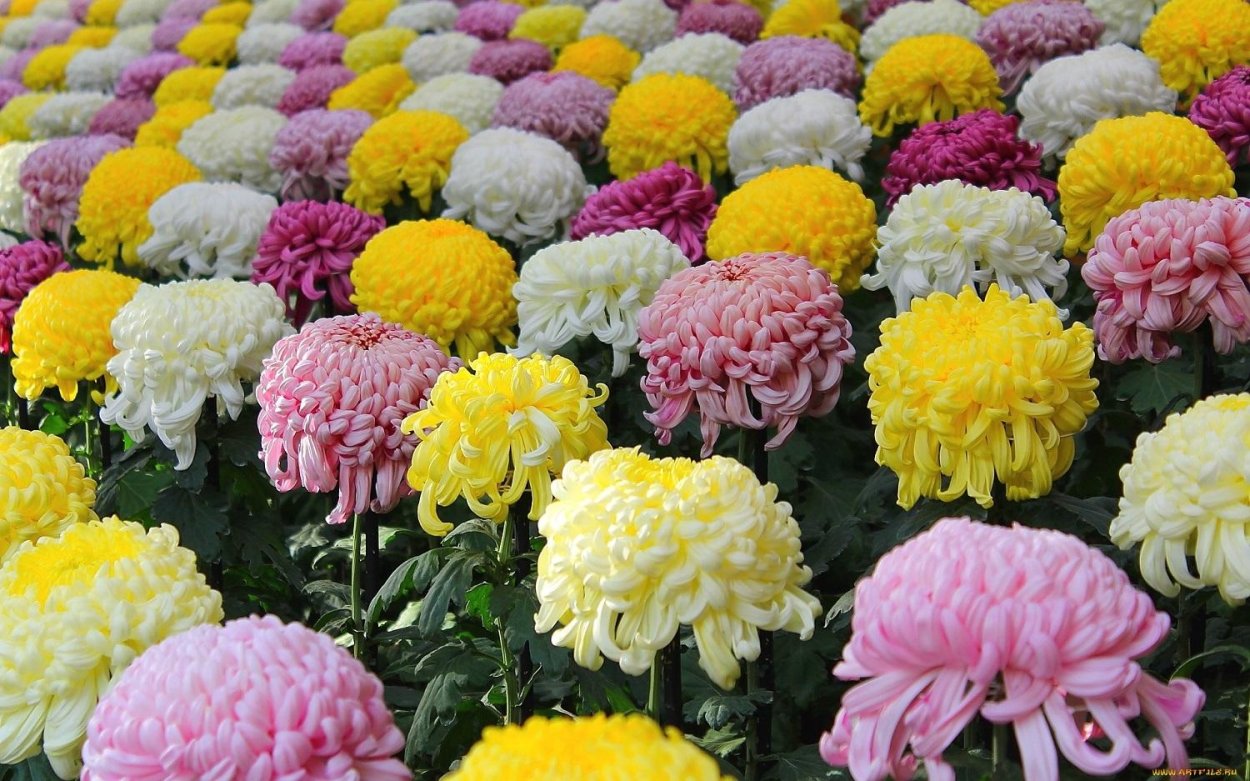 Хризантема карельская шаровидная