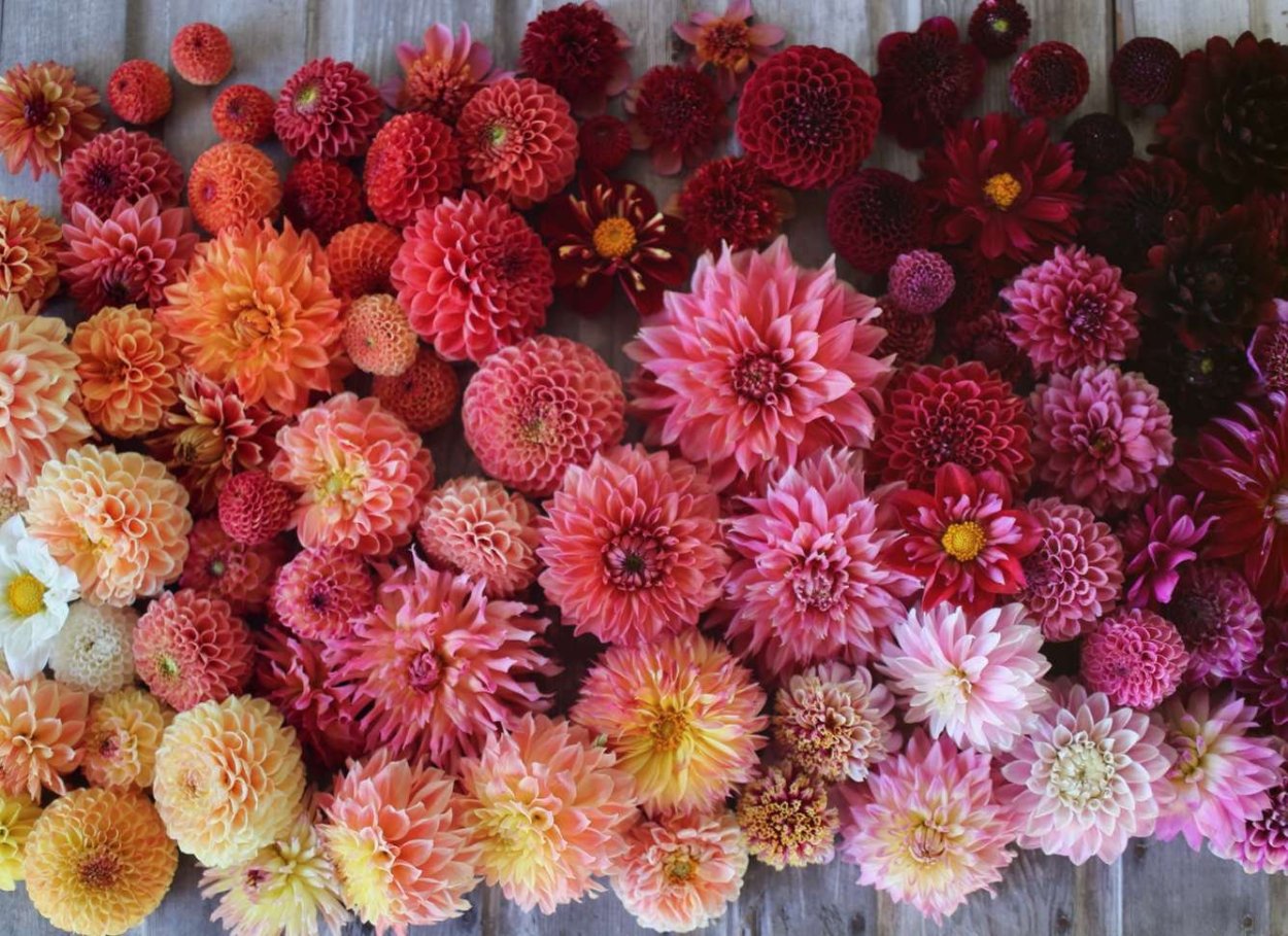 Гортензия Роуз Блю