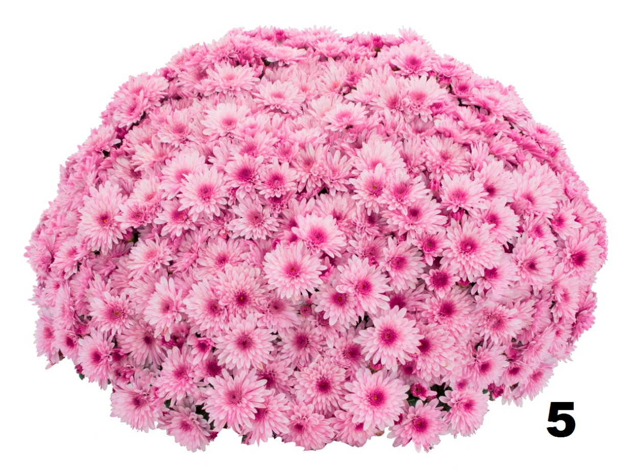 Аллиум (Allium) giganteum