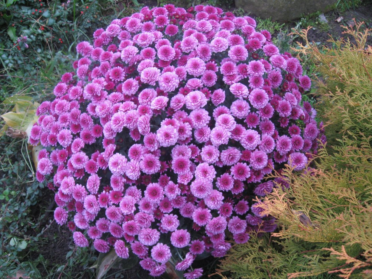 Астра новобельгийская шаровидная