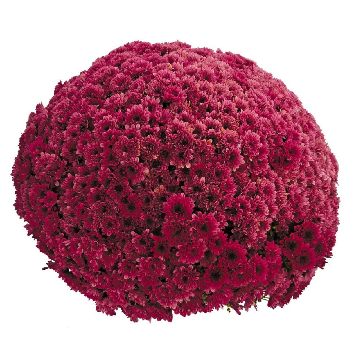 Букет из 25 одноголовых хризантем