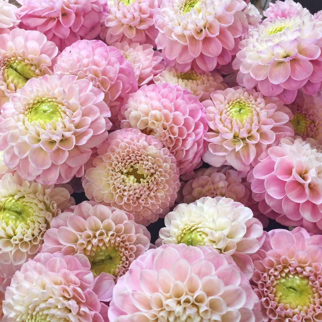 Самшит розы Даника ландшафт