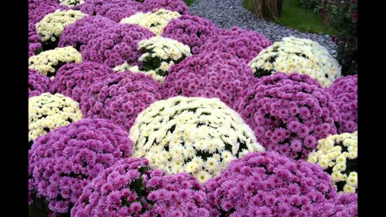 Астра махровая однолетняя