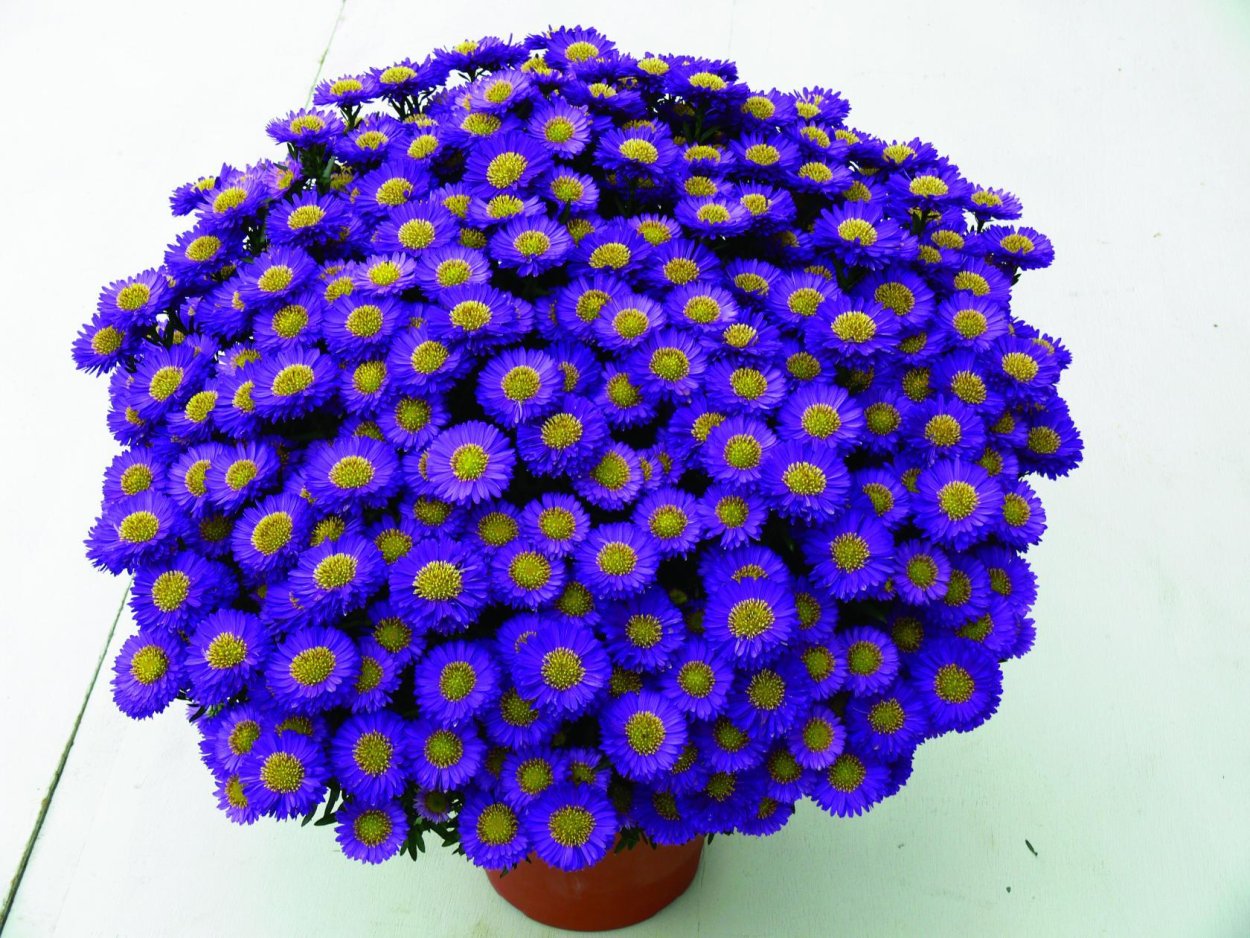 Хризантема Густав одноголовая