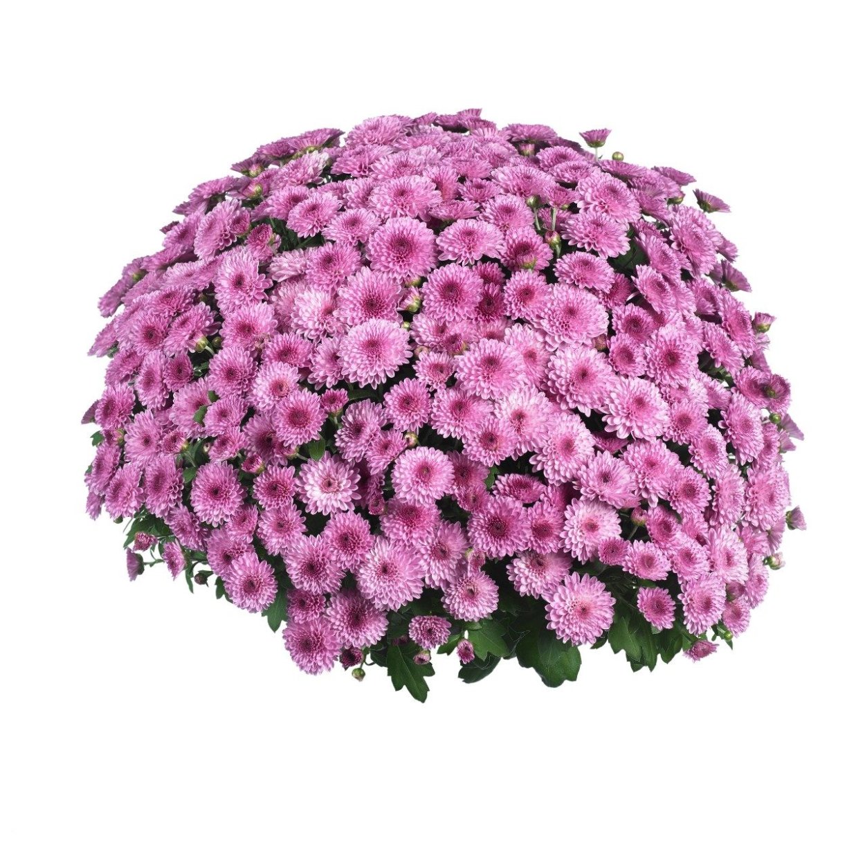 Хризантема мультифлора шаровидная клумба