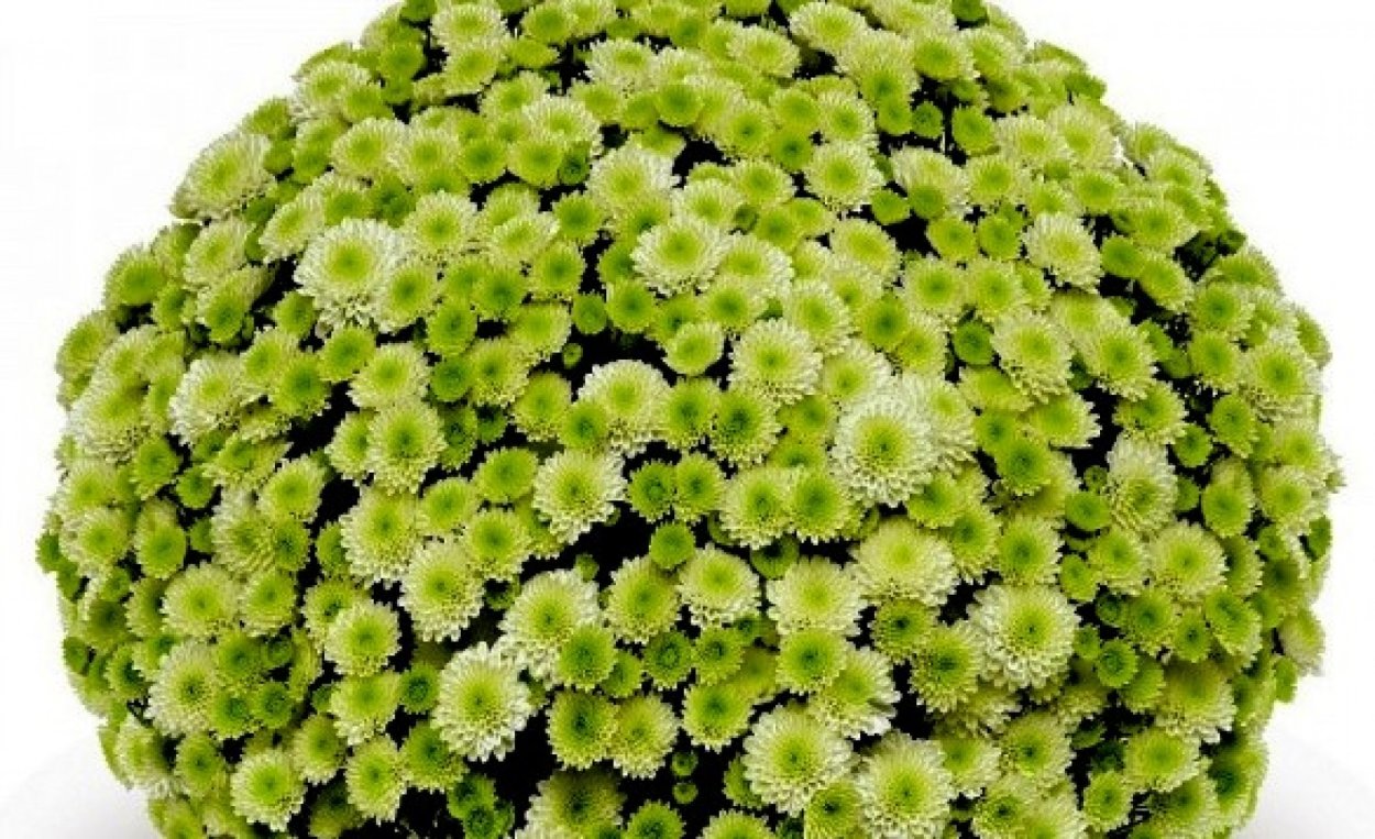 Хризантема Branfountain Purple