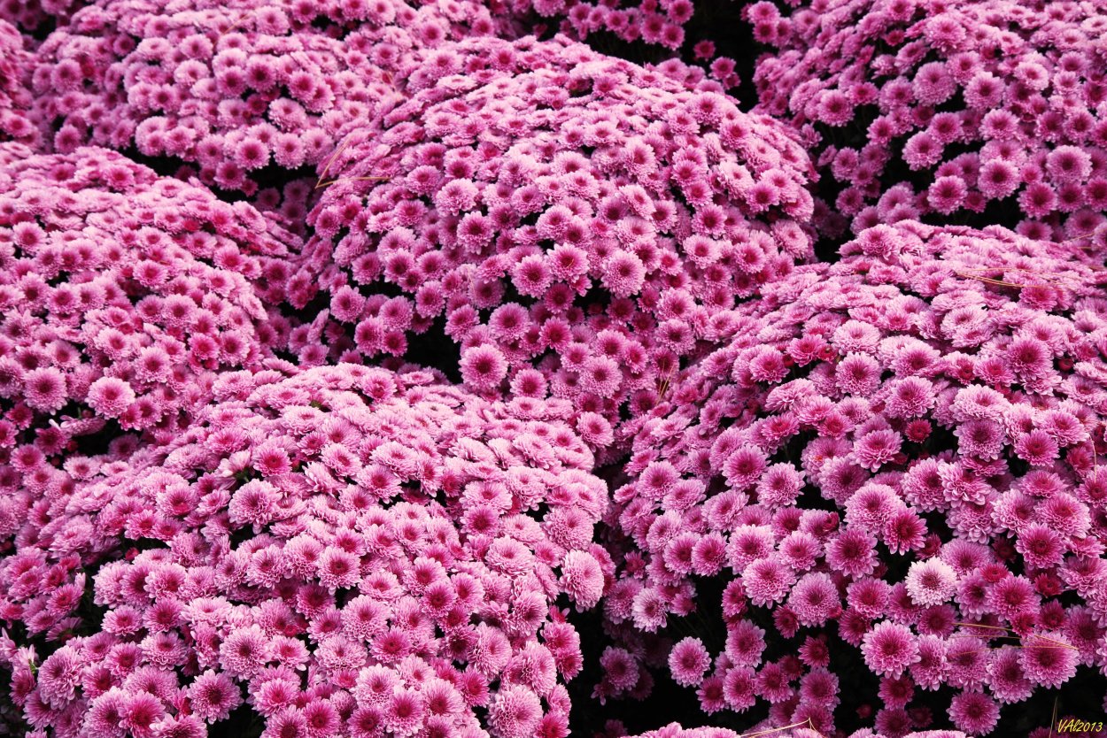 Хризантема Sunbeam Pink bicolor