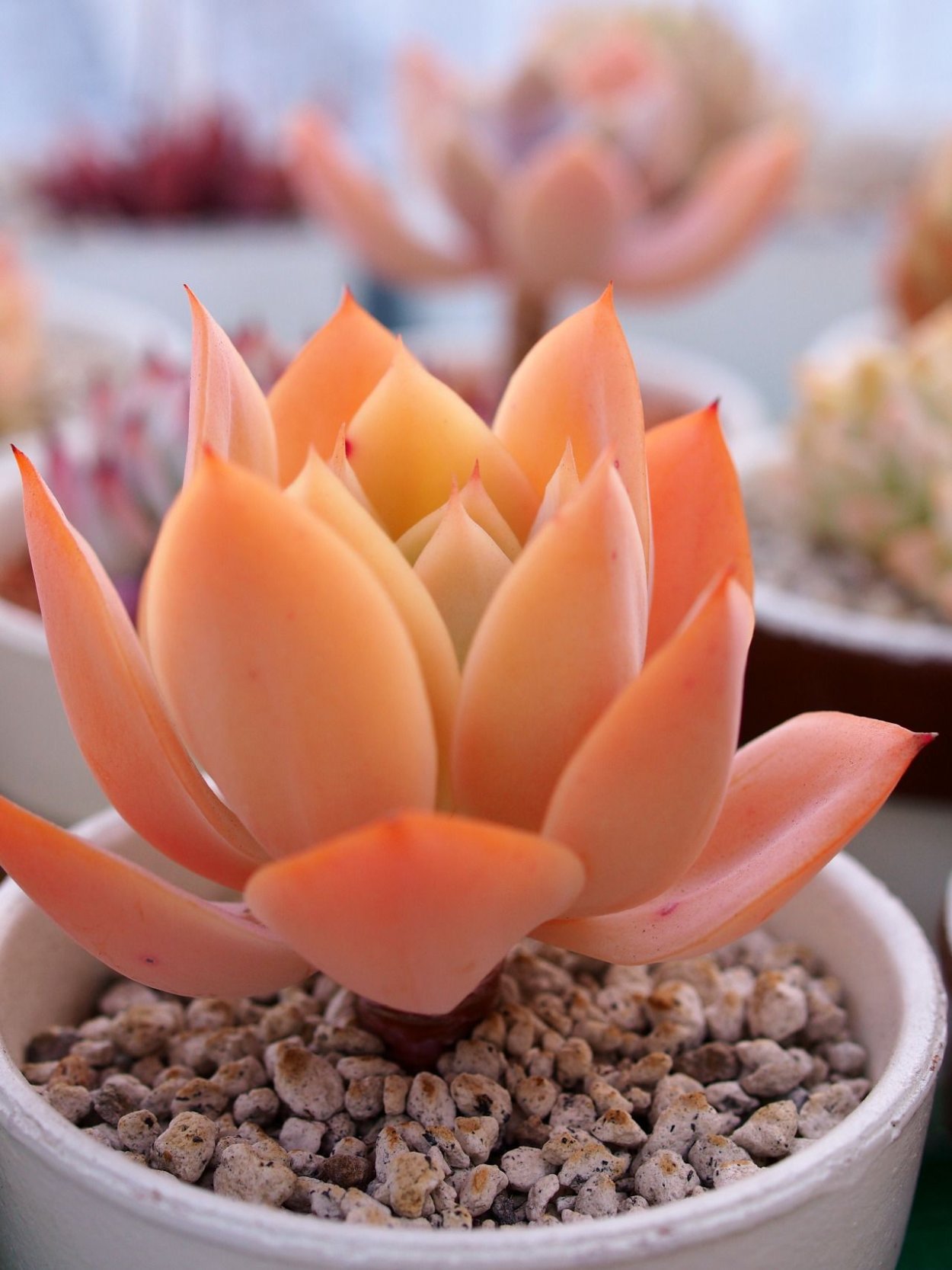 Суккулент оранж