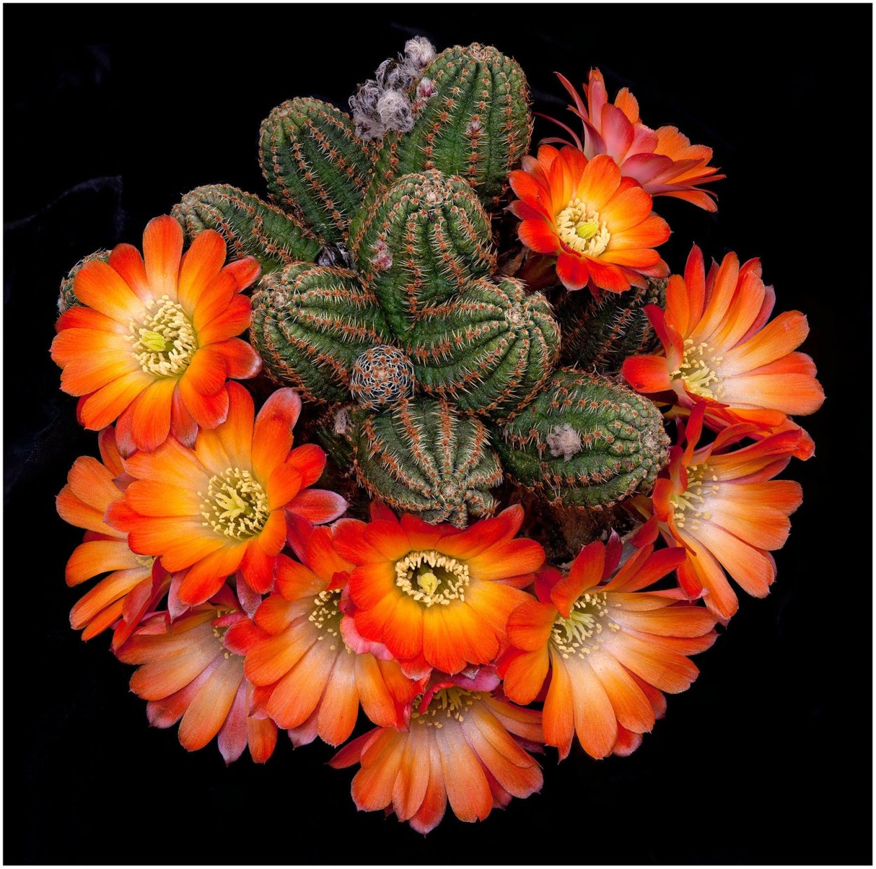 Желтые Суккуленты