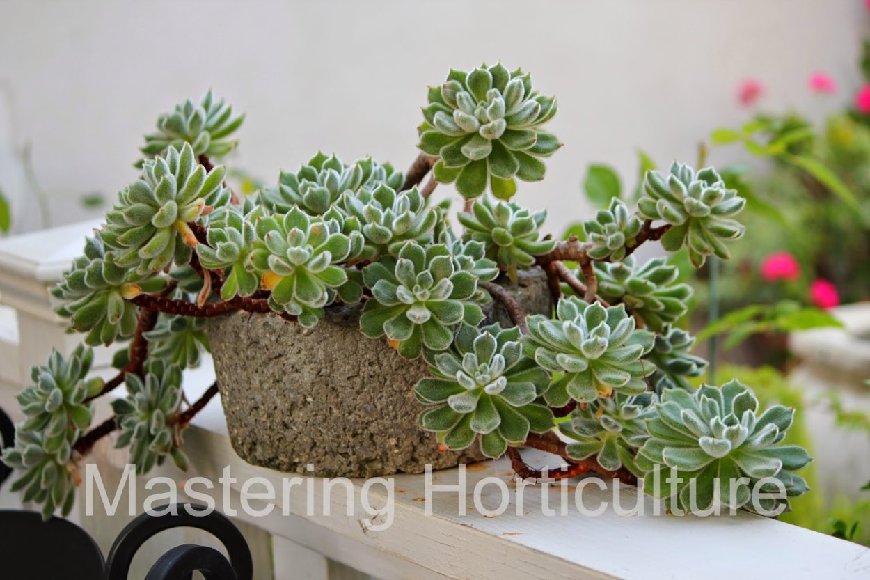 Айлостера Кактус