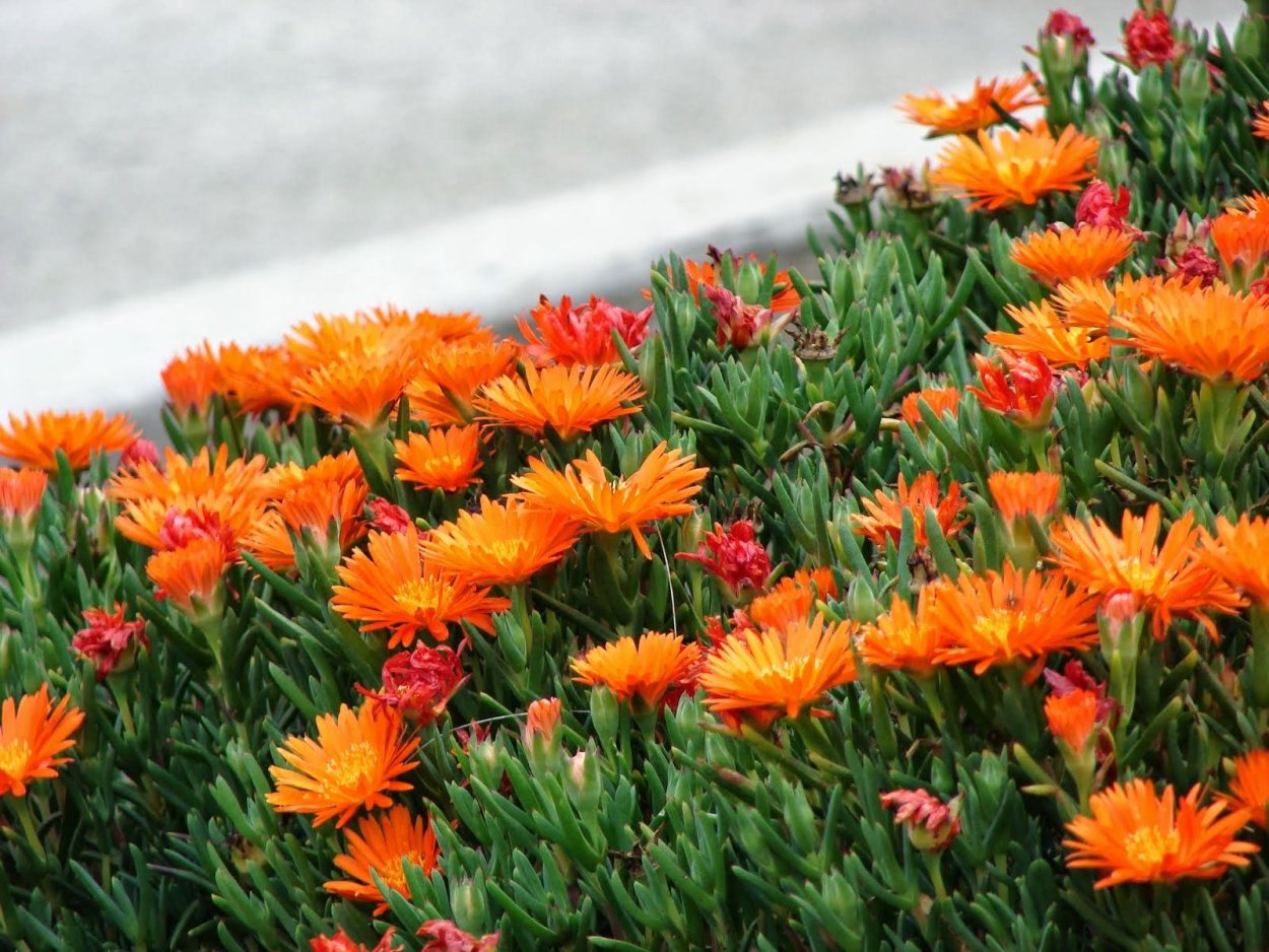 Ребуция Солнечная (Rebutia Heliosa)