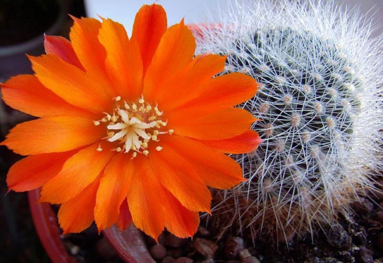 Суккулент красно-зеленый