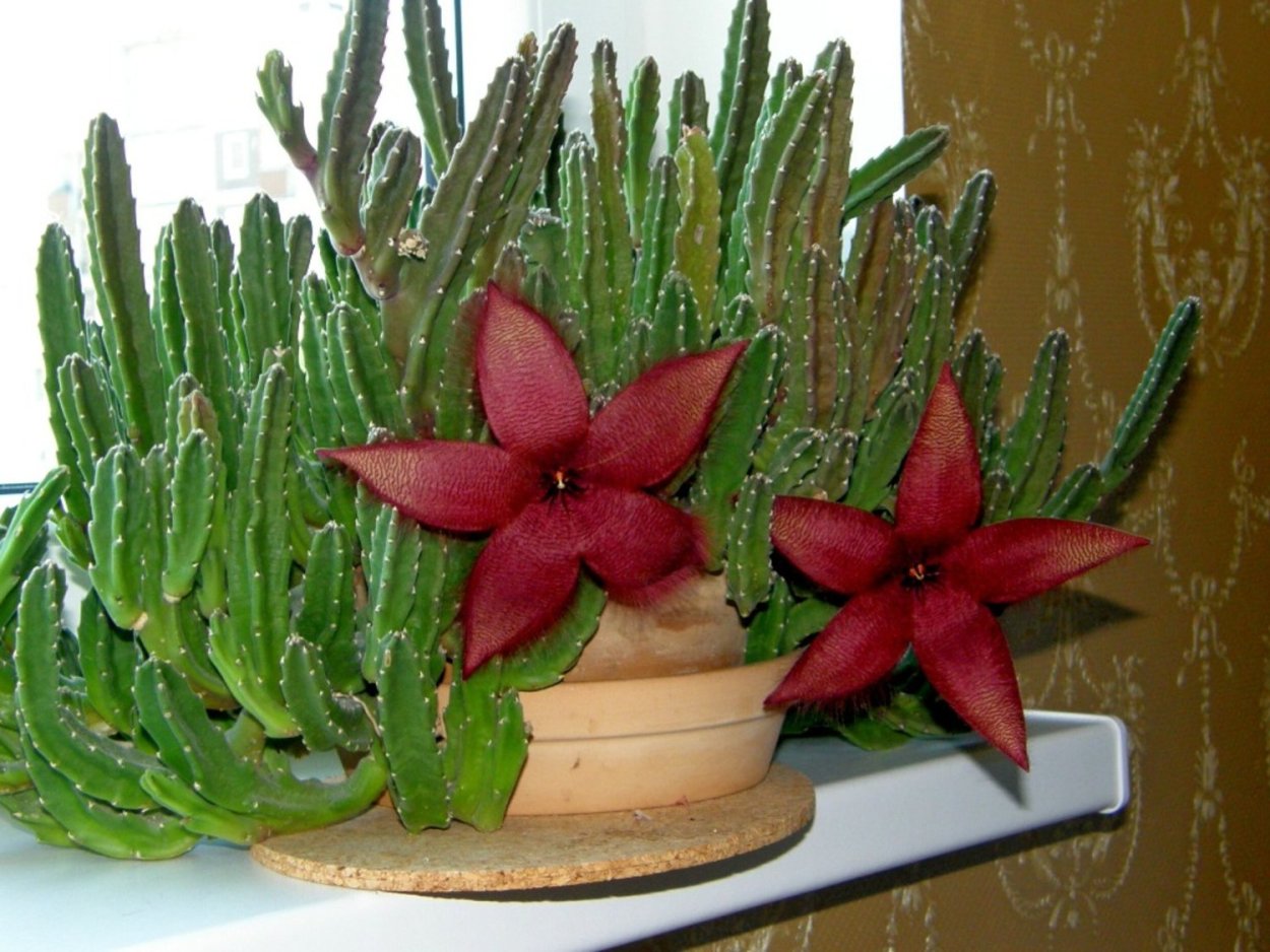 Титанопсис известковый