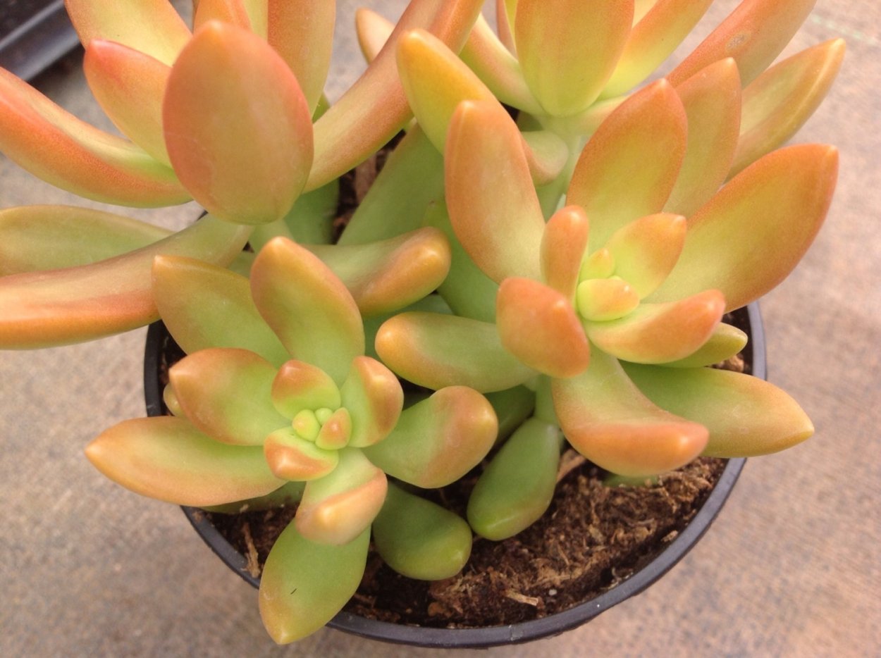 Эчеверия эхеверия