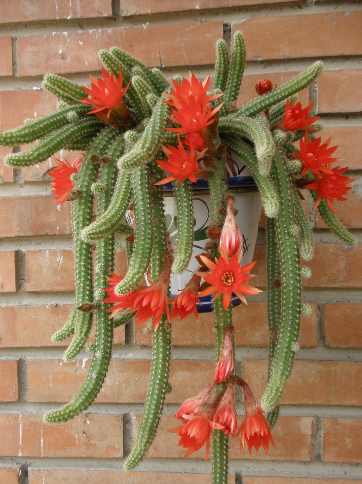 Рипсалис моноканта