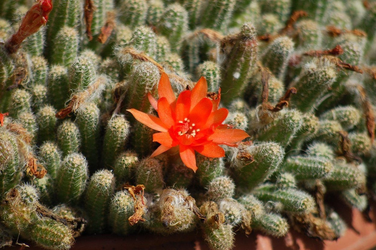 Каменный цветок.Rebutia, Кактус,