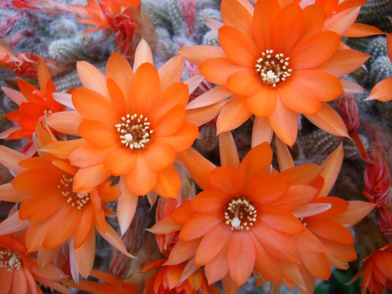 Суккулент эхеверия Колората