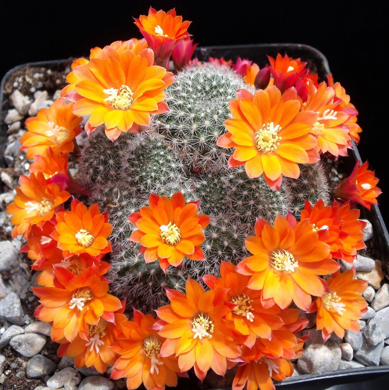 Конофитум Фридриха