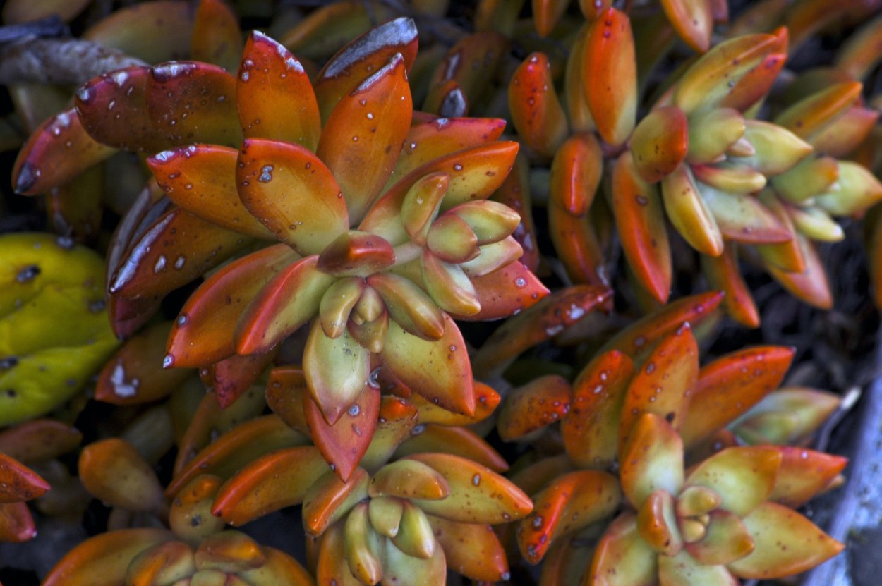 Кактус Флорес