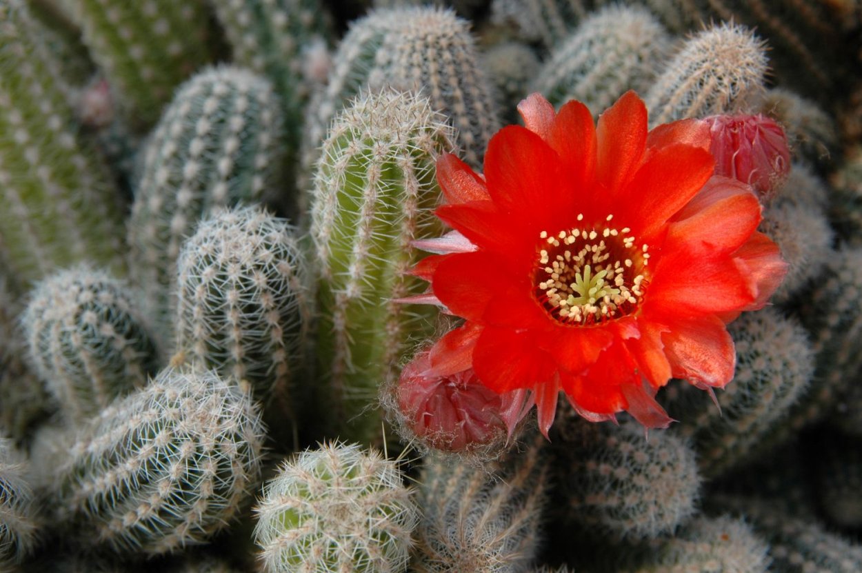 Гимнокалициум оранжевый