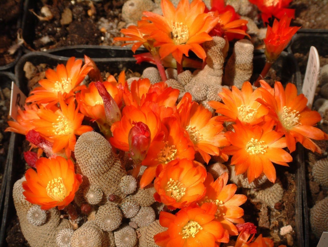 Каланхоэ Блоссфельда оранжевый