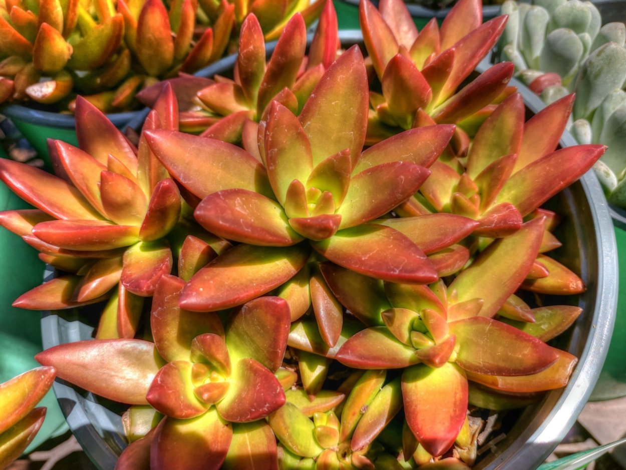 Кактус цветок оранжевый