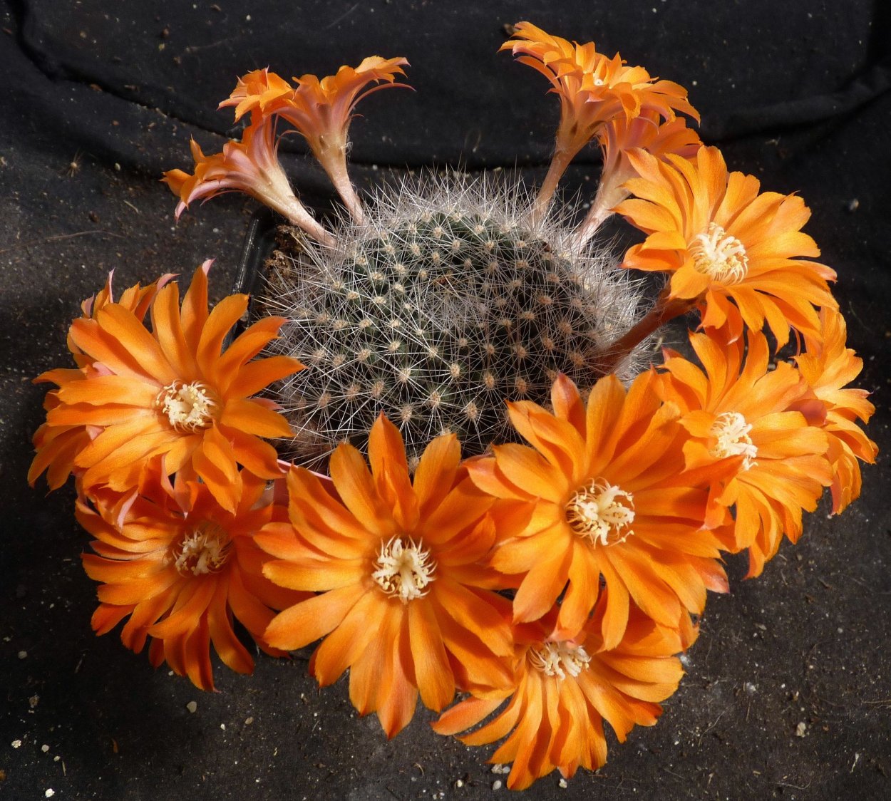 Rebutia muscula
