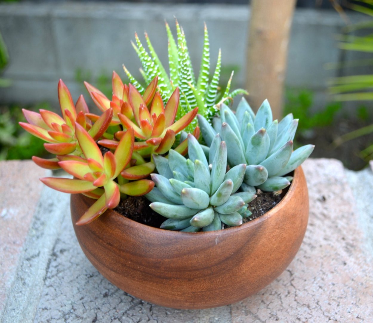 Алоэ эхеверия