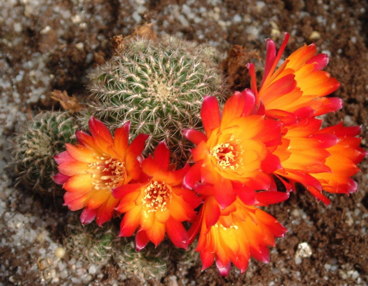 Хавортия редкая