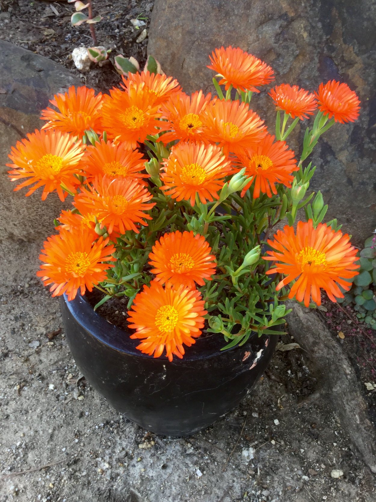 Эхеверия Дондо