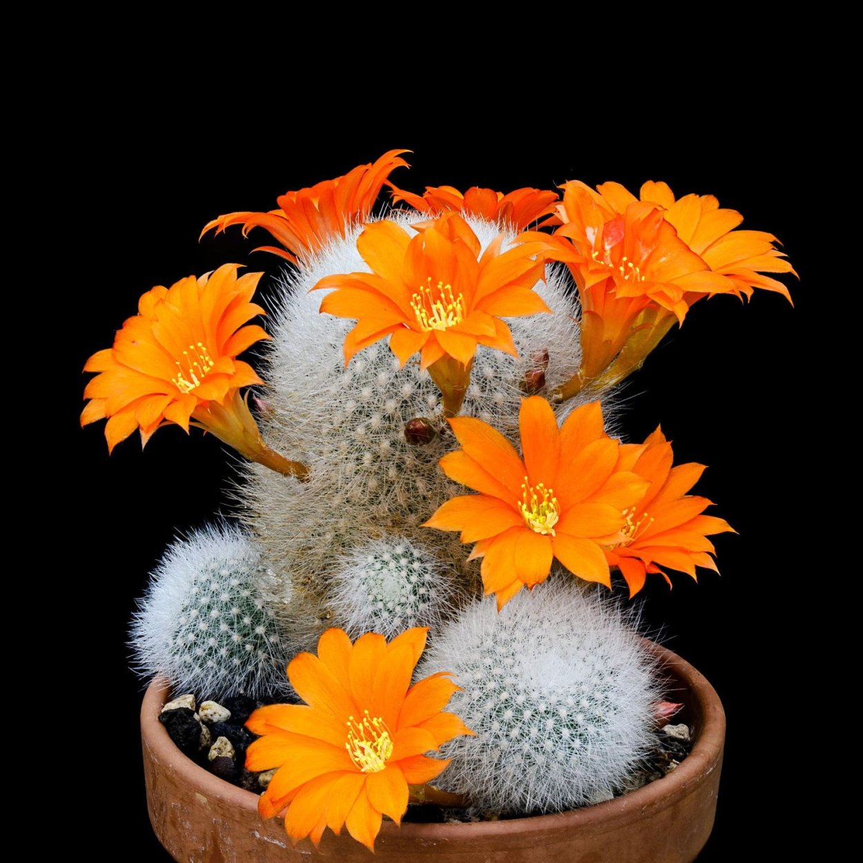 Огненная Лиана Пиростегия