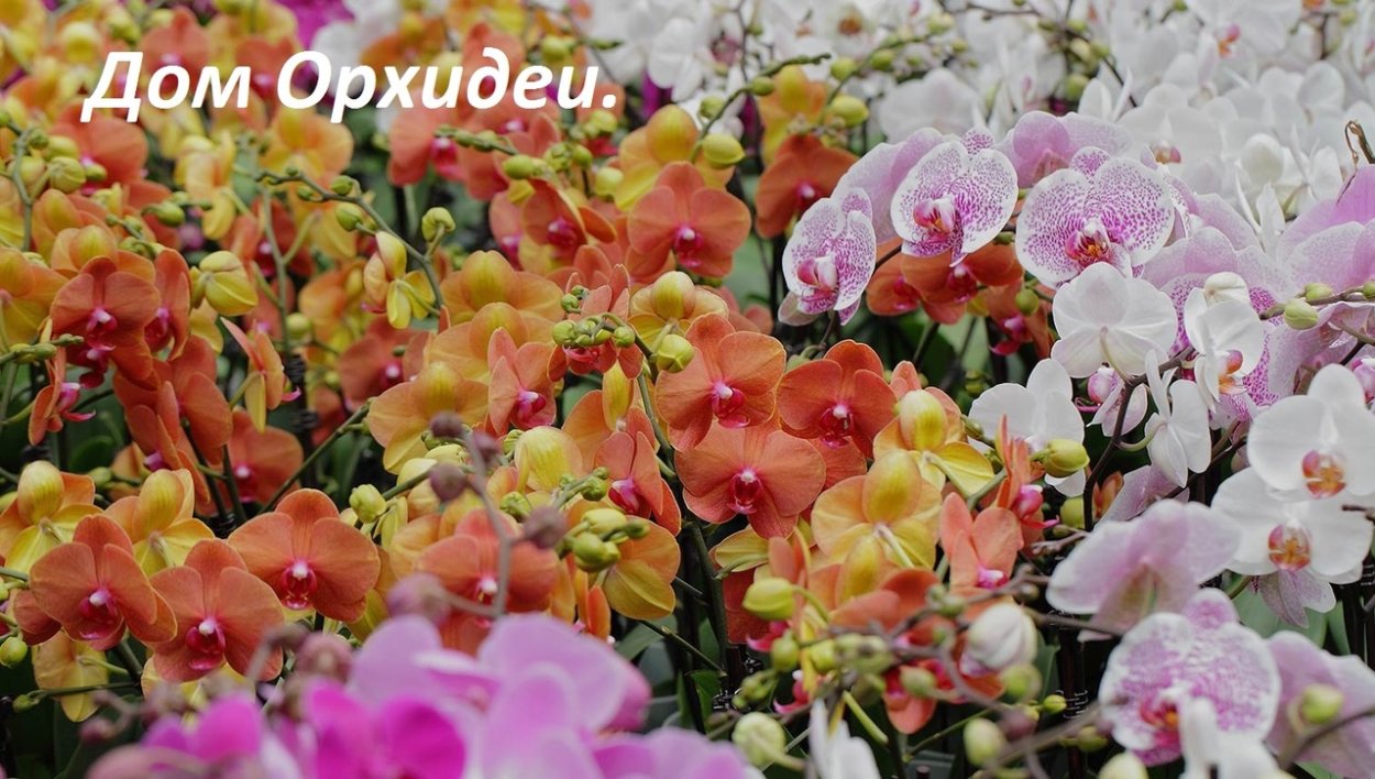 Орхидея фаленопсис София