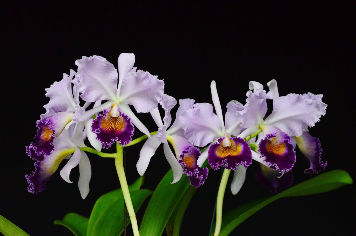 Cattleya Dinard Blue