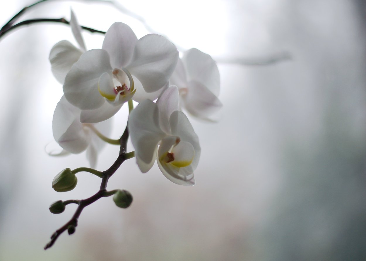 Рождение орхидеи