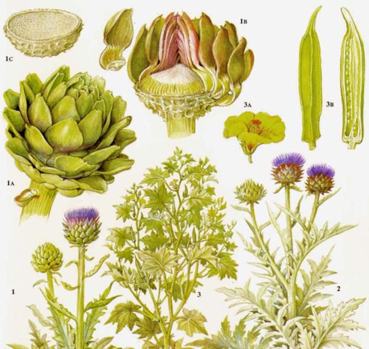 Артишок Ботаническая иллюстрация